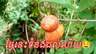 ទស្សនាលេងៗជាមួយនឹងធម្មជាតិ Bearn Bunnat [upl. by Navnod]