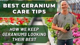 Best GERANIUM Care Tips  What Weve Learned To Keep Geraniums Looking Their Best [upl. by Welby13]