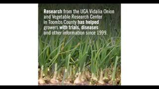 UGA Vidalia Onion and Vegetable Research Center [upl. by Baptist641]