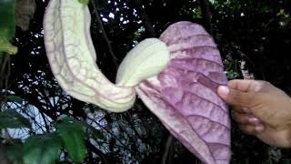 Aristolochia grandiflora [upl. by Elleved]