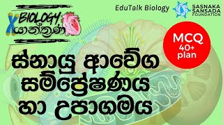 ස්නායු ආවේග සම්ප්‍රේෂණය හා උපාගමය  Transmission of Nerve Impulses amp Synapse  EduTalk Biology [upl. by Euhc]