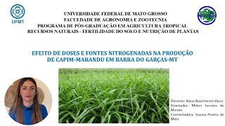 Efeito de doses e fontes nitrogenadas na produção de capimMarandu em Barra do Garças  MT 🌾ufmt [upl. by Akenna]