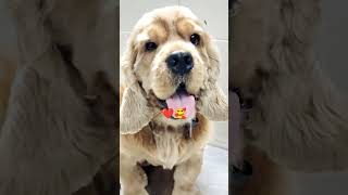 Cockroach final dog Kitna Sundar Dikhta Hai so cute dog my favourite dogyoutube short [upl. by Sloane]