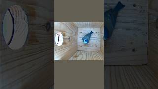 🔥Fransi wieder im Nistkasten 3  Fransi back in nesting box 3 09102024 [upl. by Dupuis]