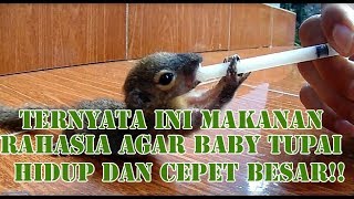 Cara Merawat Anak Tupai Dijamin Hidup Dan Cepat Besar [upl. by Enitsua]