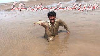 Mangla dam Hoshk Hona ki waja sa Fish marna lag gy 😭 [upl. by Nytsyrk]