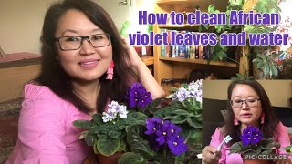 How to clean African Violets leaves  How to water African Violetsafricanviolet wateringplants [upl. by Jo]