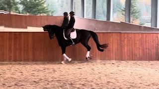 Richie Rich — 10 year old gelding by RomanovDon Schufro [upl. by Nileak]