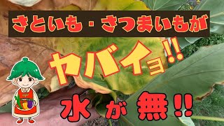 【水の無い畑に自宅から水を運ぶ毎日】里芋瀕死・さつまいもは水が足りないのか？・・枯れそう・・・ [upl. by Tymes]