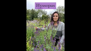 Hyssop Medicine from the Ivywood Garden [upl. by Najar]