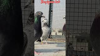 Grizzle pigeon racinghomerpigeon subscribe flyingpigeon [upl. by Claman]