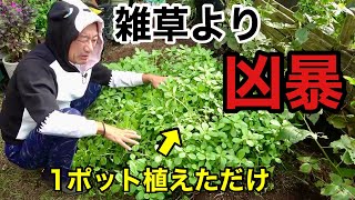 猛暑に巨大化したとんでもない植物。【園芸超人カーメン君】 [upl. by Sacken]