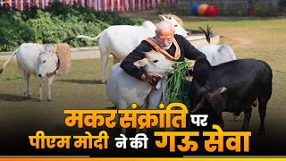 PM Modi feeds cows on Makar Sankranti at his residence [upl. by Yklam]