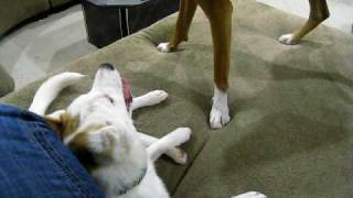 Norrbottenspets Puppy amp Boxer play [upl. by Gnilrets404]