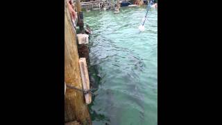 Tarpon fish grabs mans arm [upl. by Eima]