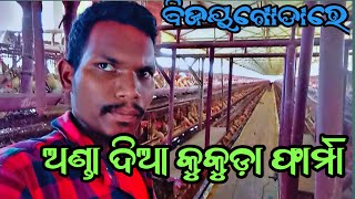 Layer poultry farma business plan ଅଣ୍ଡା ଦିଆ କୁକୁଡ଼ା ଫାର୍ମା  how to start layer poultry farming [upl. by Cowey438]