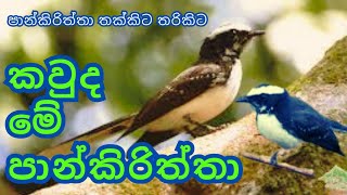 පාන්කිරිත්තා  pankiriththa  Information about animals in sinhala  සතුන් පිළිබඳ විස්තර [upl. by Teteak]