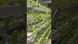 Hydroponics lettuce shorts garden gardening waterlettuce plants [upl. by Wheeler]