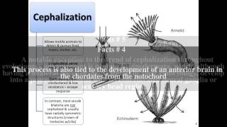 Cephalization Top  7 Facts [upl. by Zebaj807]