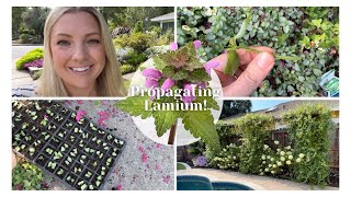 Propagating Lamium 🌱  How I Propagate Plants By Cutting for FREE  Gardening Tips  Zone 9b [upl. by Yelah]