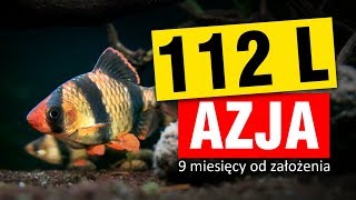 AKWARIUM 112L  AZJA  9 miesięcy od założenia [upl. by Charisse]