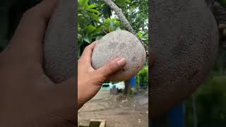 SAWO RAKSASA ATAU MAMEYSAPOTE sawo [upl. by Hsu]