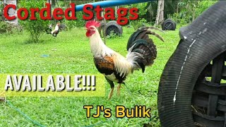 Cording Area ng TJ Gamefarm ll Available Stags [upl. by Ahsilaf334]