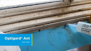 How to Apply Optigard Ant Gel Bait for Carpenter Ants [upl. by Narcis]