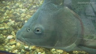 HD One of the biggest carp kept in a fish tank  Karpfen  Tierpark Bochum 2126 [upl. by Devehcoy]