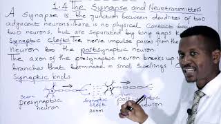 BIOLOGY FORM 4 CHAPTER 1 Synapse and Neurotransmitters LECTURE 08 [upl. by Larrie]