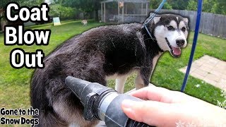 Husky Puppy First Time Grooming and Coat Blow  Do Huskies Shed [upl. by Arehs504]