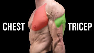 2 Best CHEST and TRICEPS Exercises NO WEIGHTS [upl. by Christalle375]