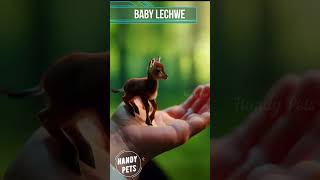 Tiny 🤏 Baby 🍼 Lechwe 🦌 lechwe shorts short shortvideo ytshorts handypets [upl. by Gallenz993]