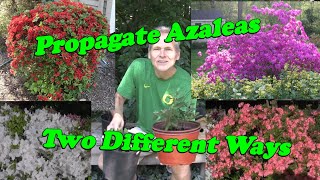 Learn how to Propagate Azaleas [upl. by Iline]