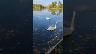 Lednice–Valtice Cultural Landscape shorts czechrepublic lednice swan [upl. by Persse352]