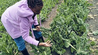 How a teacher makes millions 🤑🤑 in a semiarid area through Horticulture farming [upl. by Kara-Lynn741]