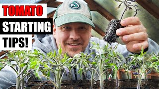 8 Tomato Seed Starting Tips For 2024 [upl. by Ilat876]