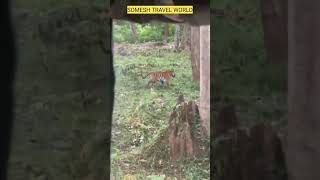 Kabini Nagarhole Tiger Sighting kabini wildlife nagarholenationalpark [upl. by Edmon896]