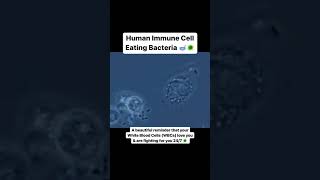 Human Immune Cell Eating Bacteria microbiology [upl. by Eelarbed]