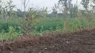 Wheat clover and fruit tree planting season [upl. by Haymo]