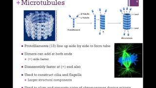 030Tubulin amp Microtubules [upl. by Ymia]