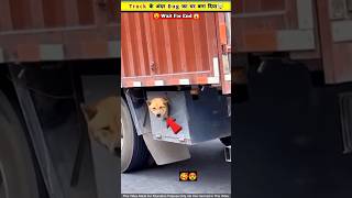 Truck 🚛 के अंदर ही dog का घर बना दिया 😱😲 [upl. by Enylorac]