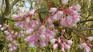 Staphylea holocarpa Rosea Chinese Bladdernut [upl. by Eimareg335]