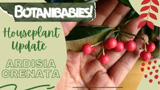 Ardisia Crenata Houseplant Coral Berry  Botanibabies [upl. by Aicatan]