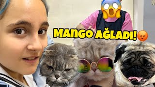 MANGO ÇOK AĞLADI 😡 ÇİKO MANGO VE KİVİYİ KUAFÖRE GÖTÜRDÜK😄 [upl. by Natye]