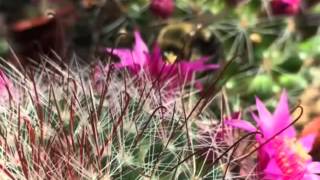 Busy Bee Pollinating Cacti Flowers [upl. by Enilatan]