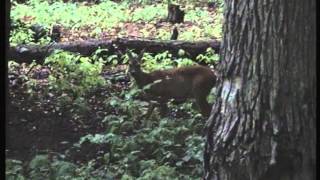 Rehwild an der Salzlecke Ricke von der Kanzel in der Schorfheide gefilmt [upl. by Aileduab]