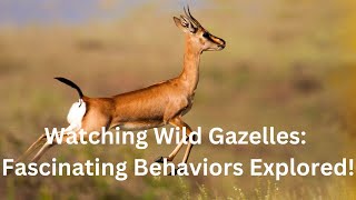 Watching Wild Gazelles Fascinating Behaviors Explored [upl. by Ezri]