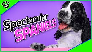 Top 10 Best Spaniel Dog Breeds  Dogs 101 [upl. by Marieann937]