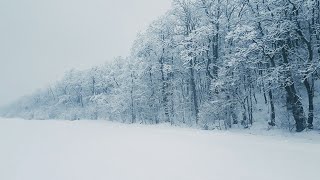 Bruit De La Neige Pour Dormir ⚡ se détendre  Sons de tempête de neige dans la forêt [upl. by Ayoj60]